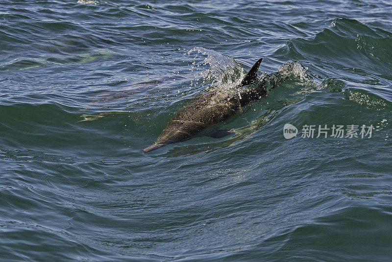 长喙海豚(Delphinus capensis)是一种普通海豚。